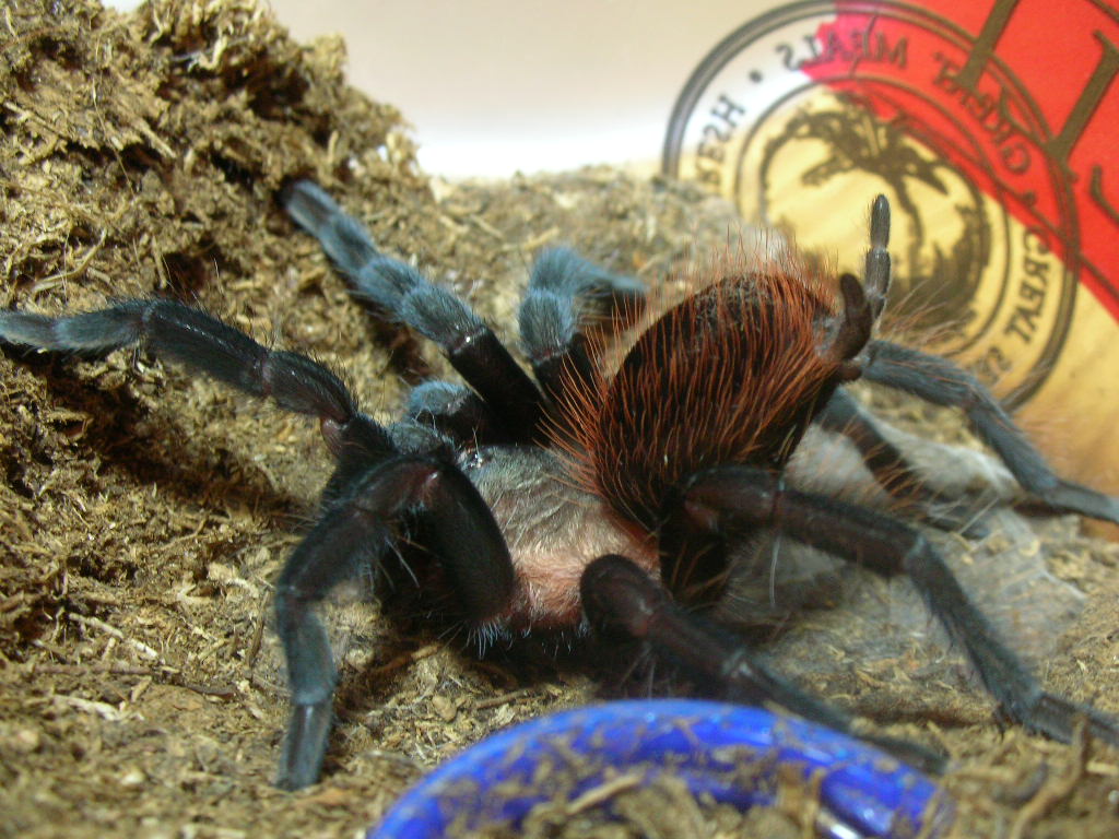 Brachypelma vagans