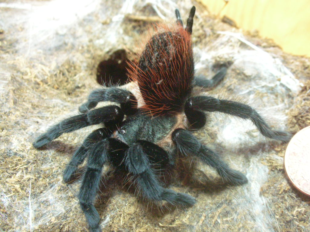 Brachypelma vagans