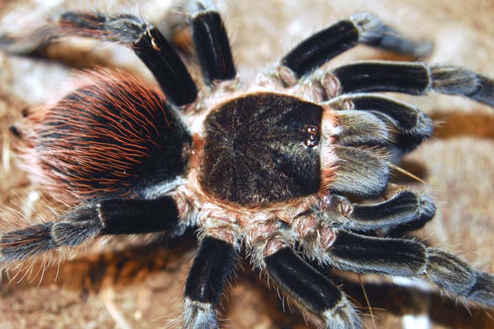 Brachypelma vagans