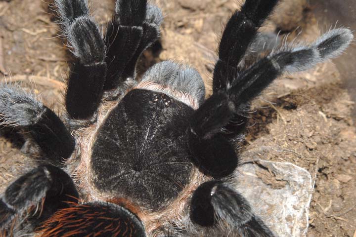 Brachypelma vagans