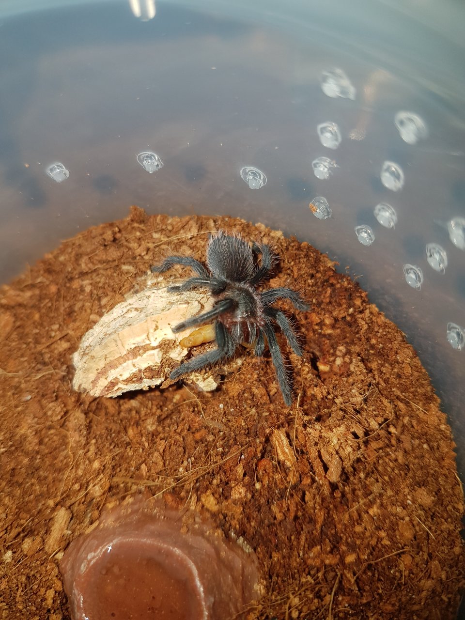 Brachypelma vagans