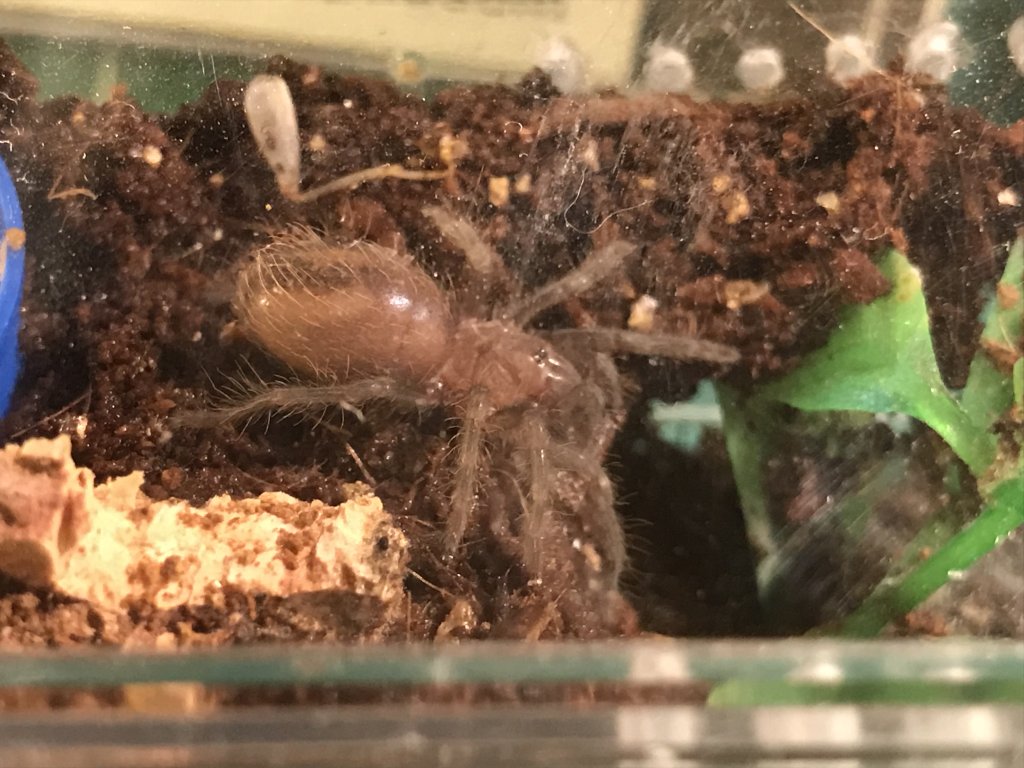 Brachypelma vagans