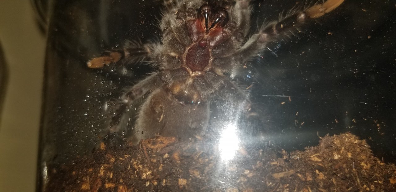 Brachypelma Vagans