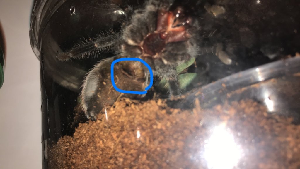 Brachypelma Vagans