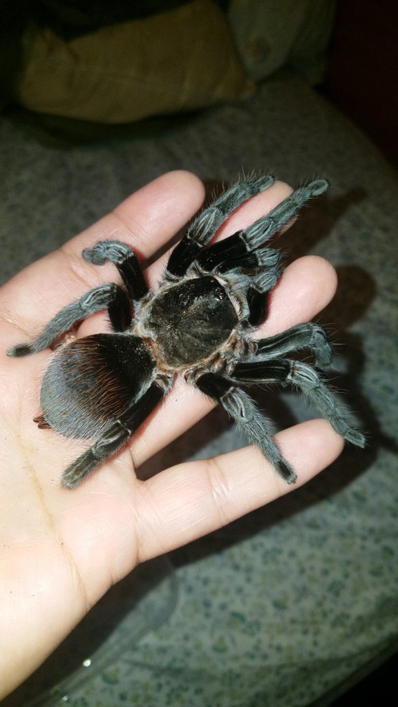 Brachypelma vagans