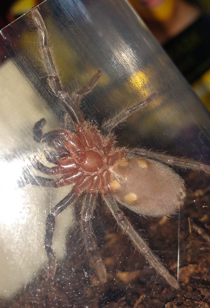 Brachypelma Vagans