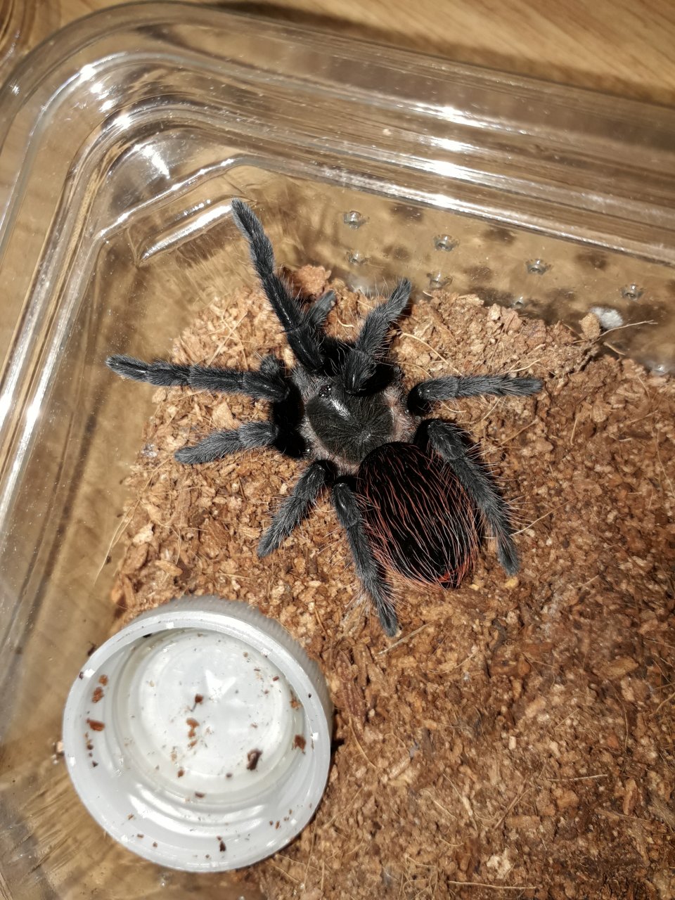 Brachypelma vagans