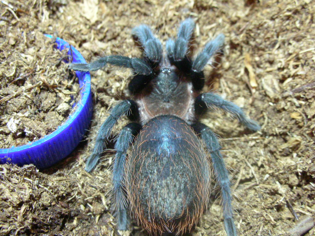 Brachypelma vegans