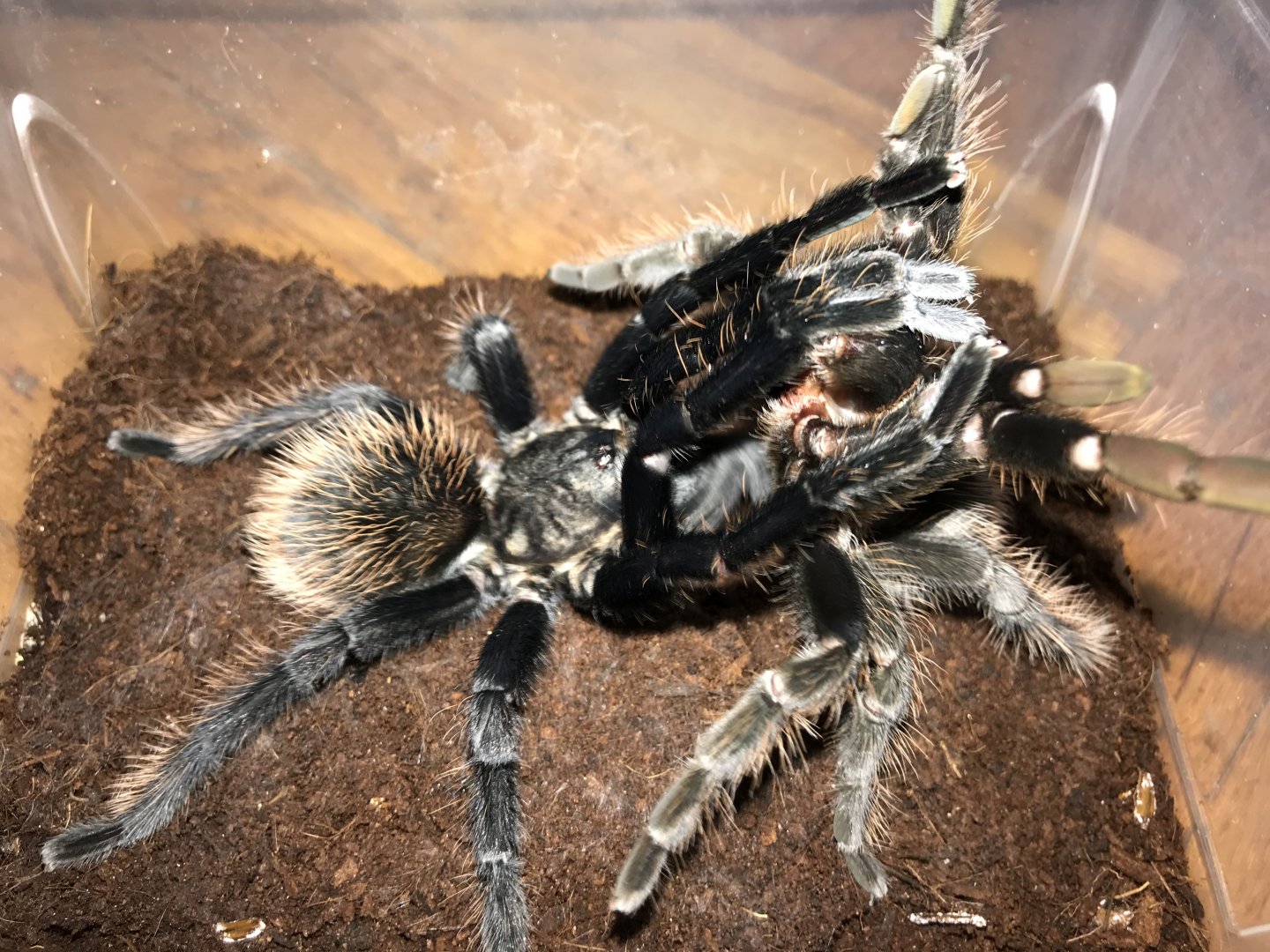 Brachypelma verdezi pair