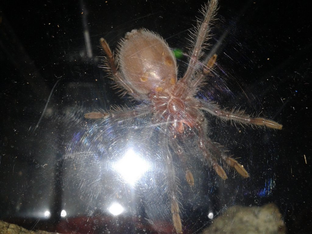 Brachypelma verdezi