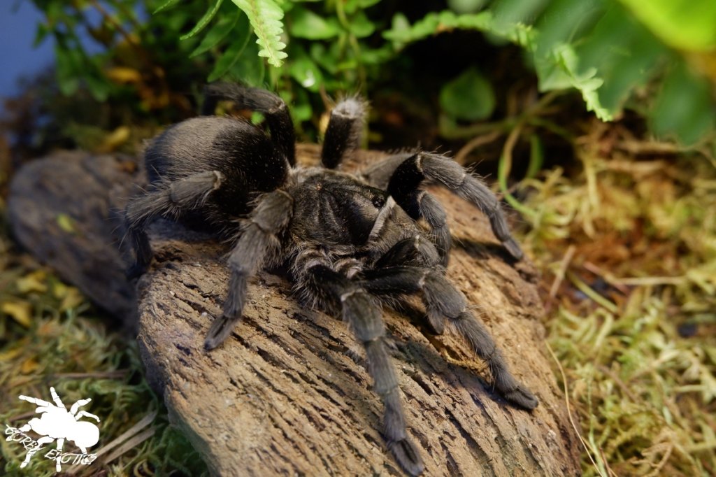 Brazilian Black Tarantula (Grammostola pulchra)