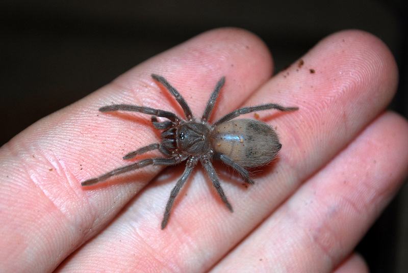 Brazilian Salmon Pink (lasiodora Parahybana)