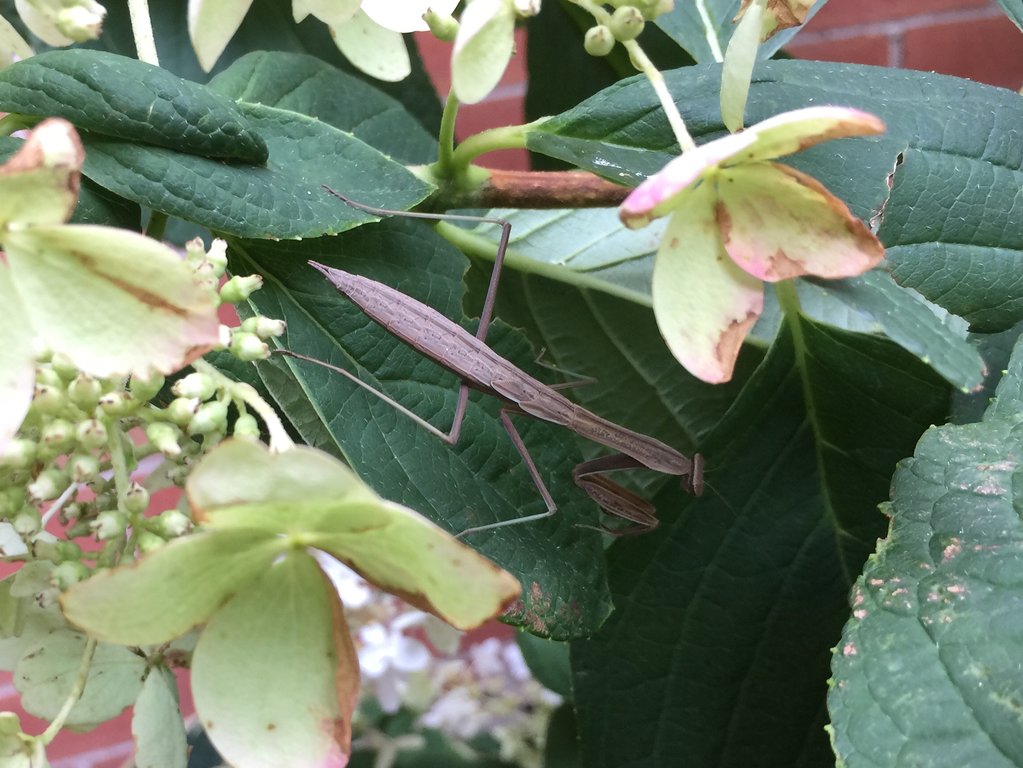 Brown Mantis