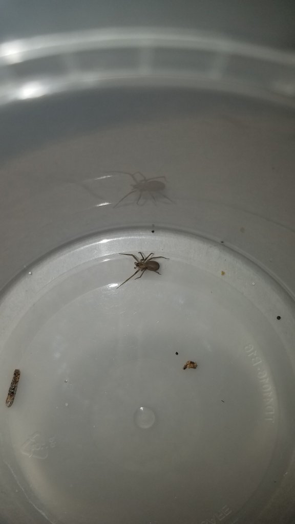 Brown Recluse sling female?