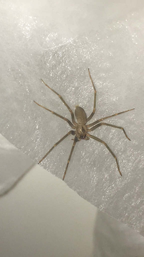 Brown Recluse