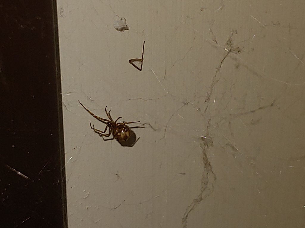 Brown Widow?