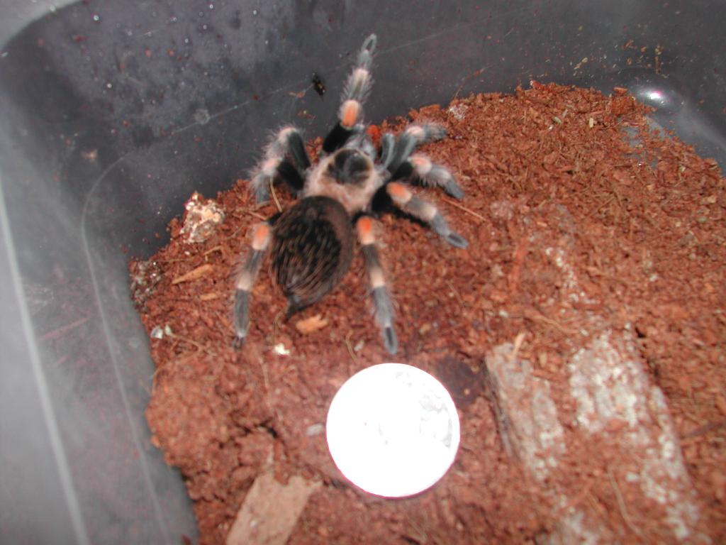 bsmithi2