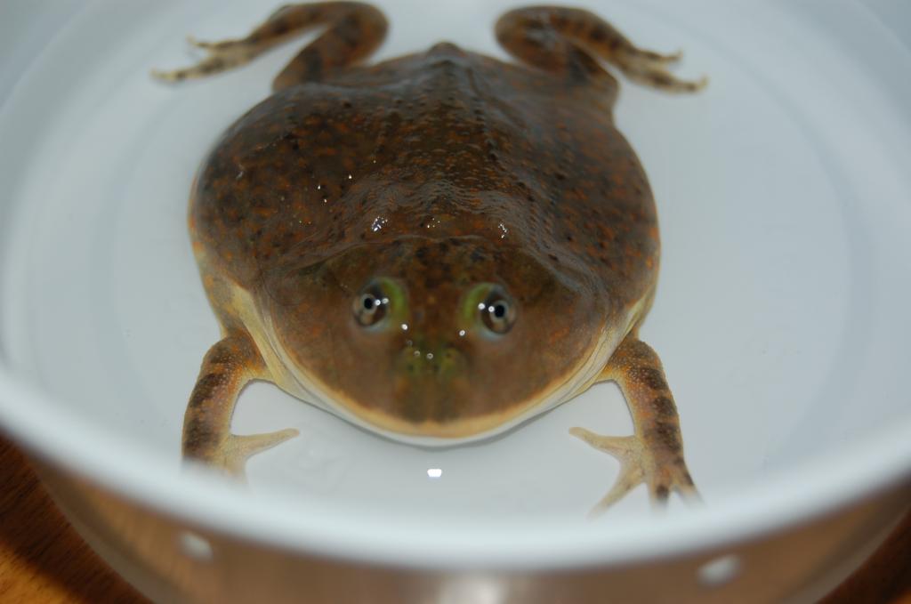 Budgett's frog