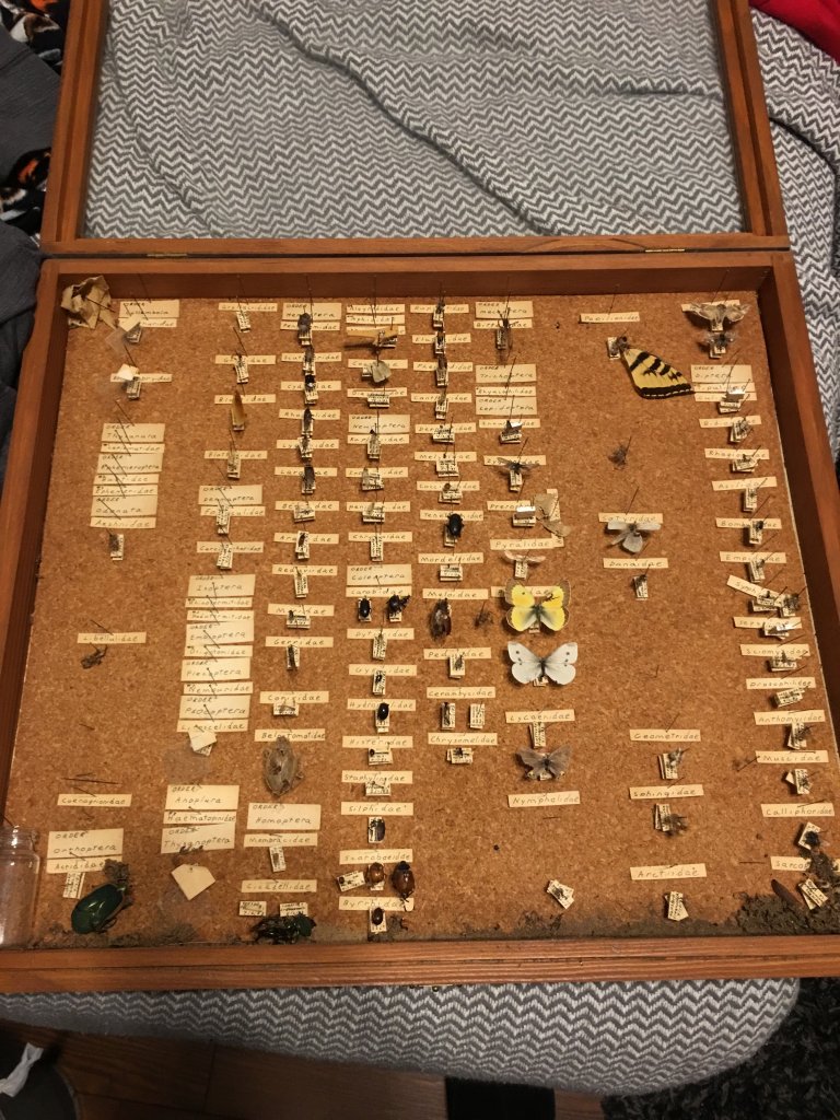 Bug board