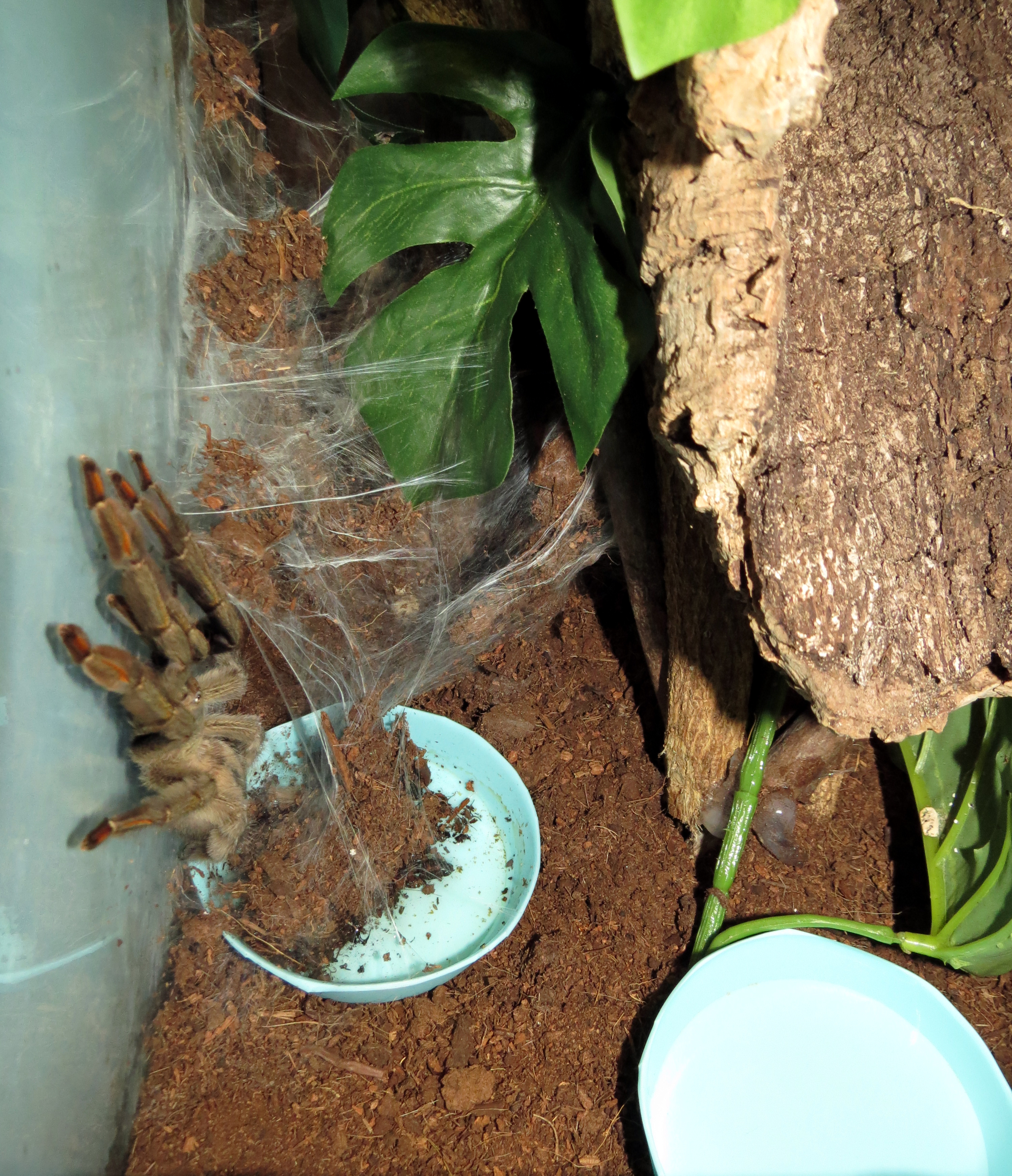 Building a New Addition (♀ Psalmopoeus cambridgei 5")