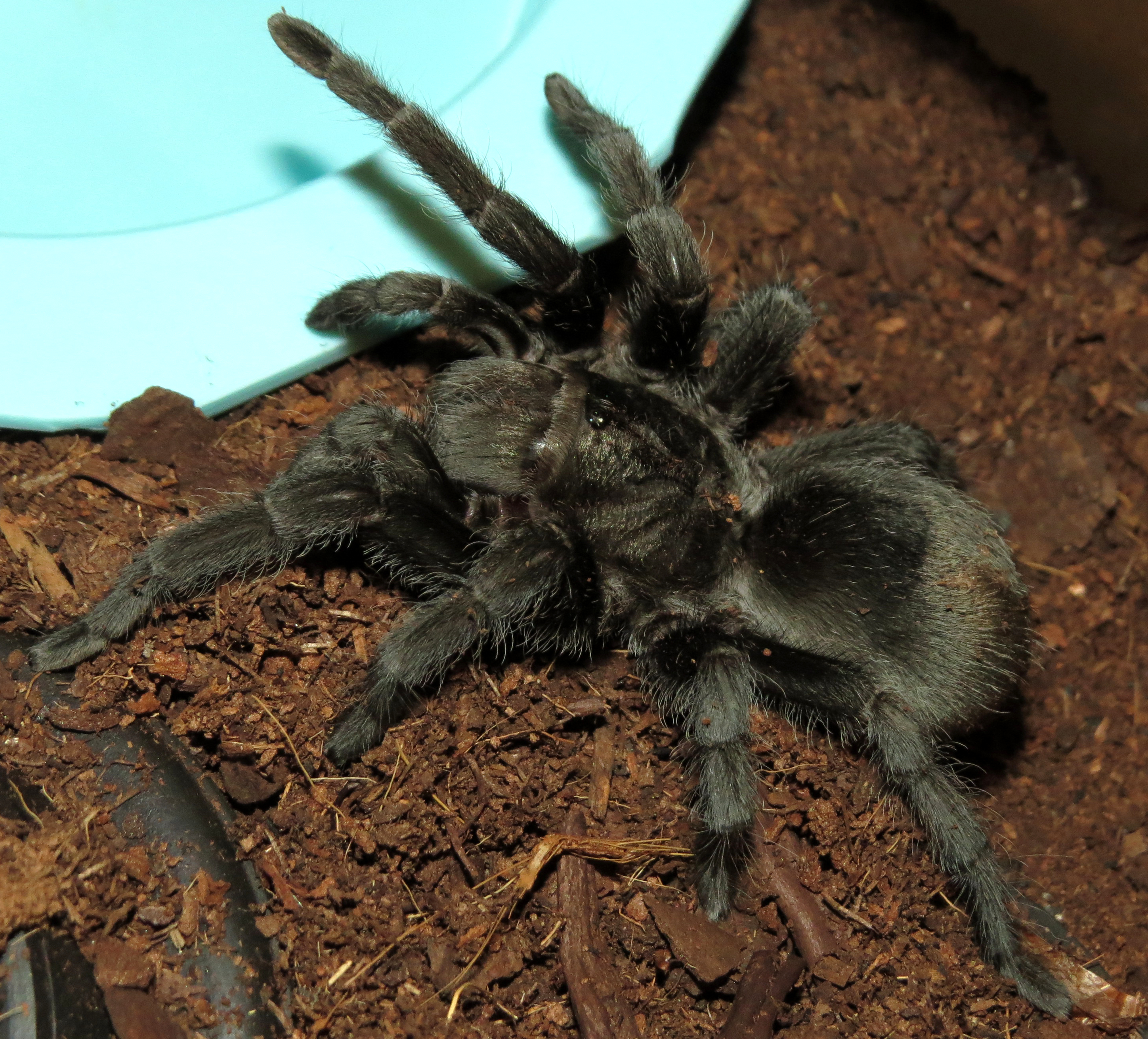 Bulldozer (♀ Grammostola pulchra 3.5")