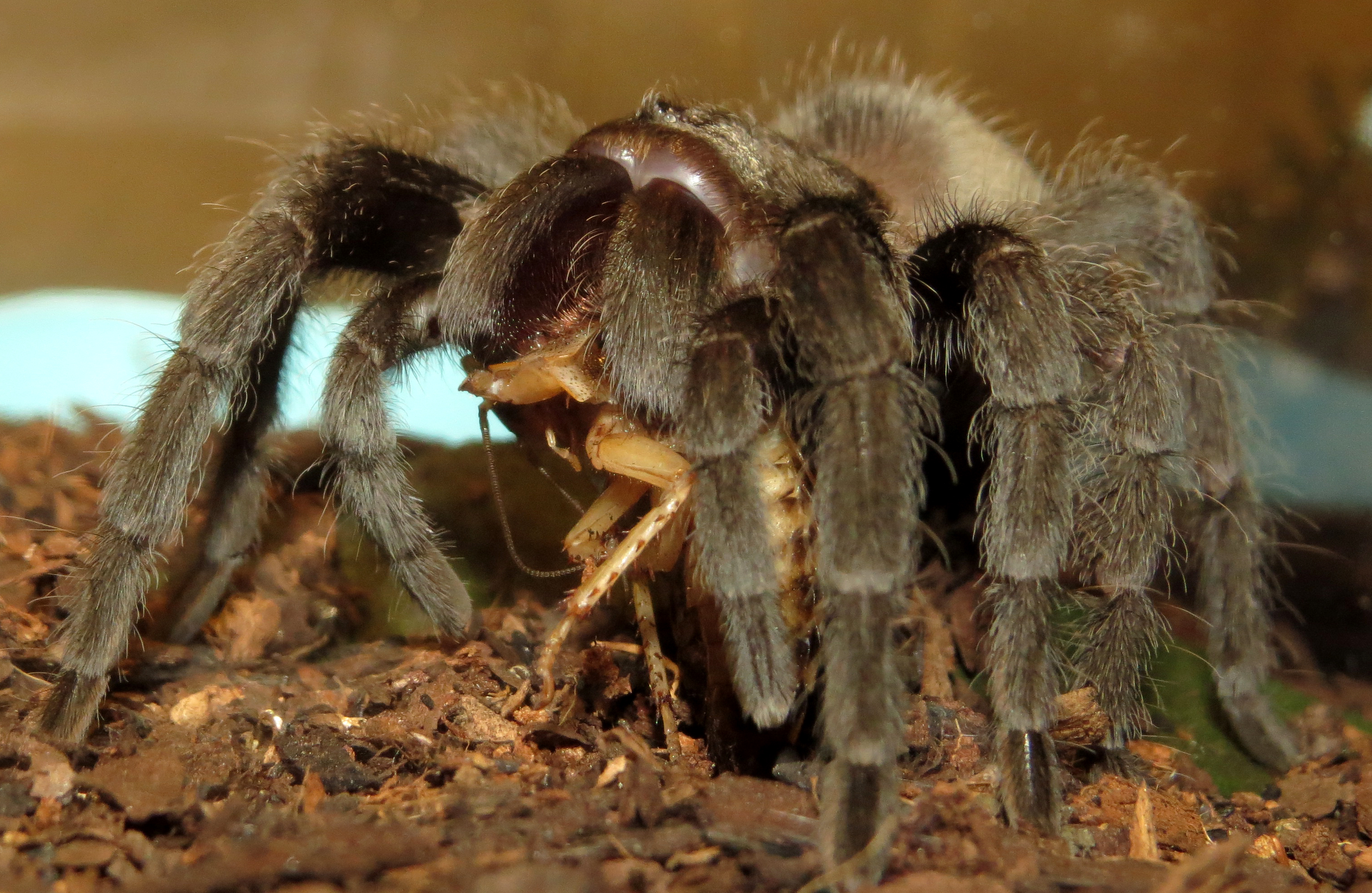 Bulldozer Feeding (♀ Grammostola pulchra 3.5")