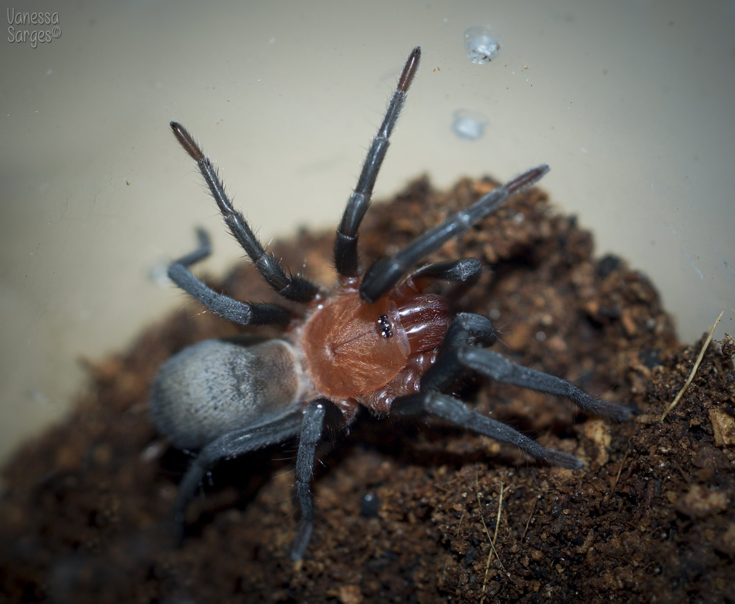 Bumba cabocla Female - ~1.25"