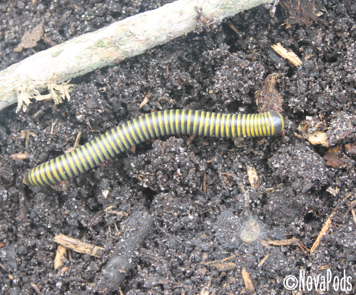 Bumblebee Millipede