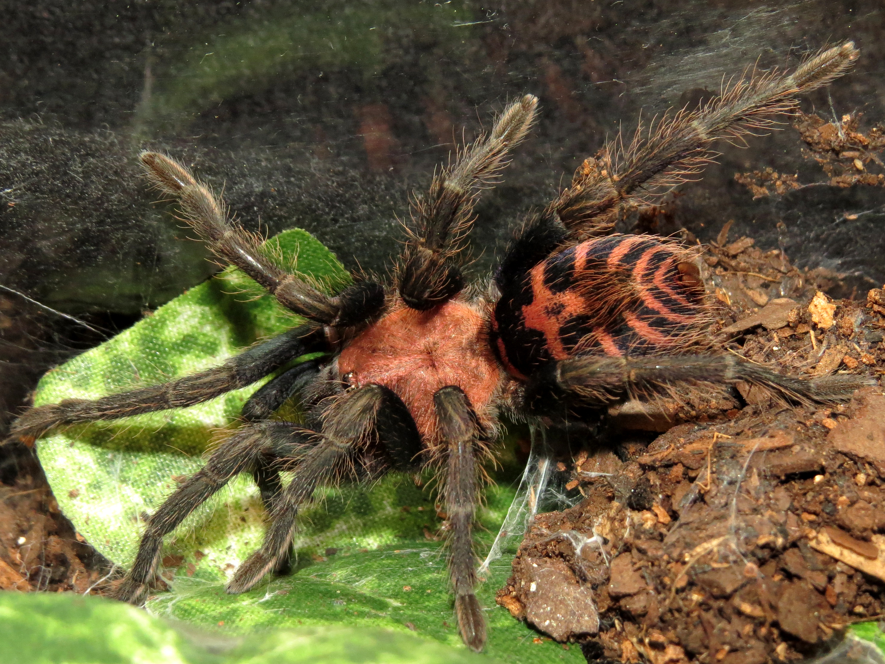 Bumblebutt (♀ Davus pentaloris 2.75")