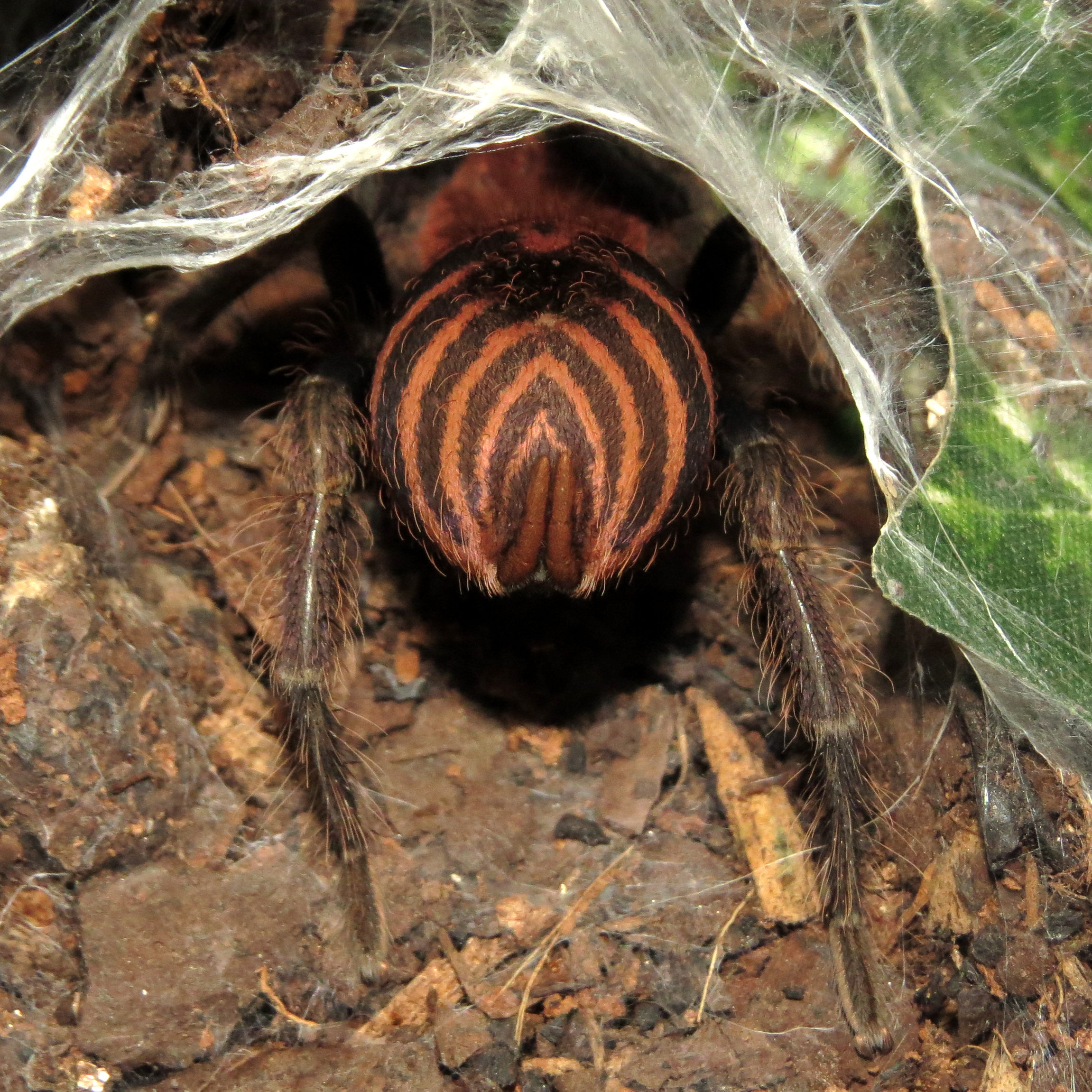 BumbleBUTT (♀ Davus pentaloris 3")