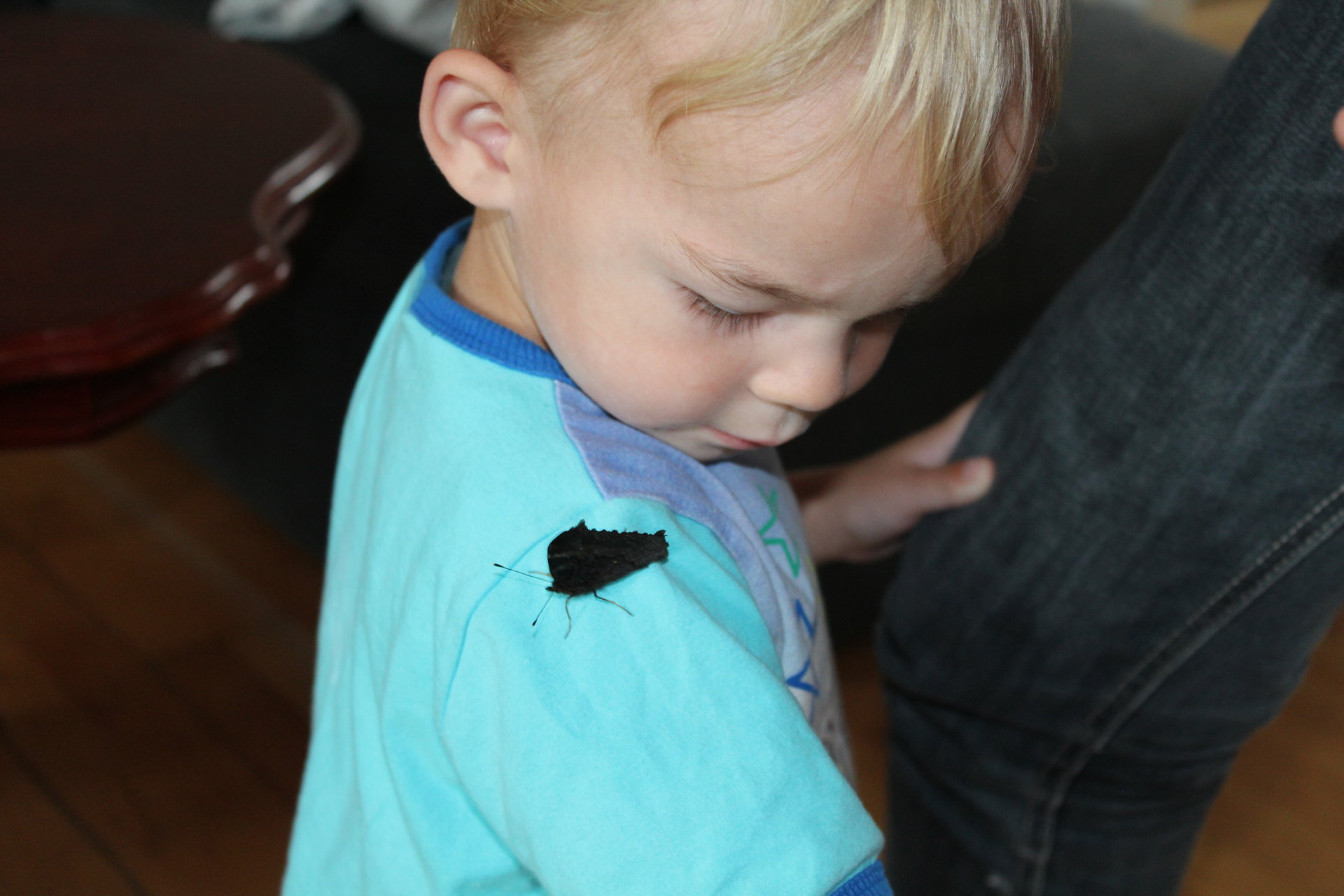 Butterfly on my little son