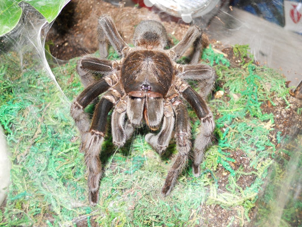 c.andersoni-dark morph