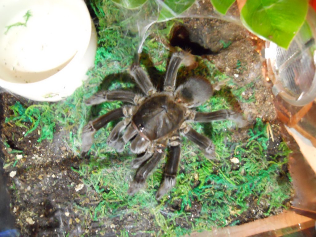 c.andersoni