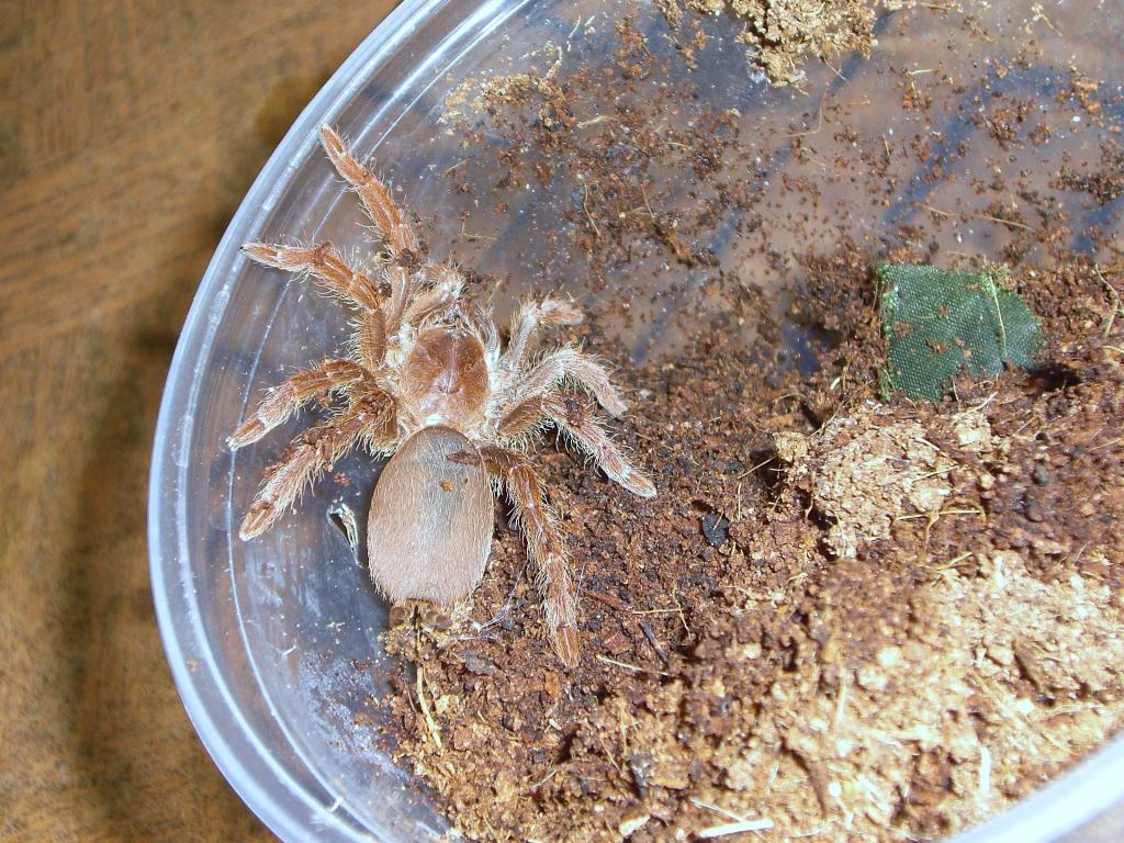 C.crawshayi