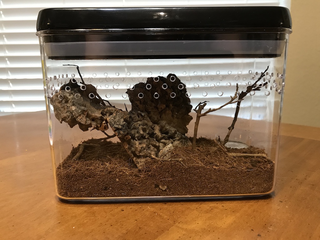 C. Cyaneopubescens Enclosure Front View with Lid