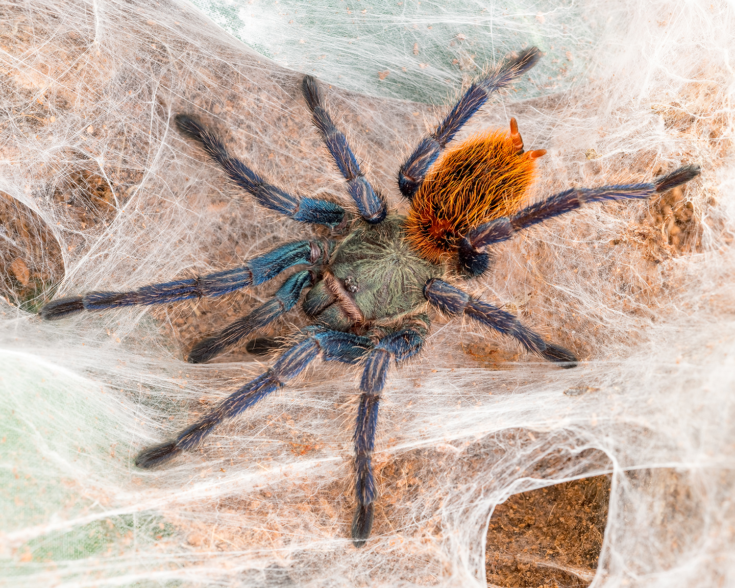 C. cyaneopubescens female (Gossamer)