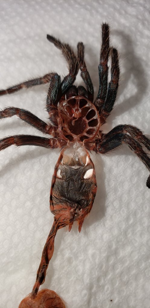 C. Cyaneopubescens Molt