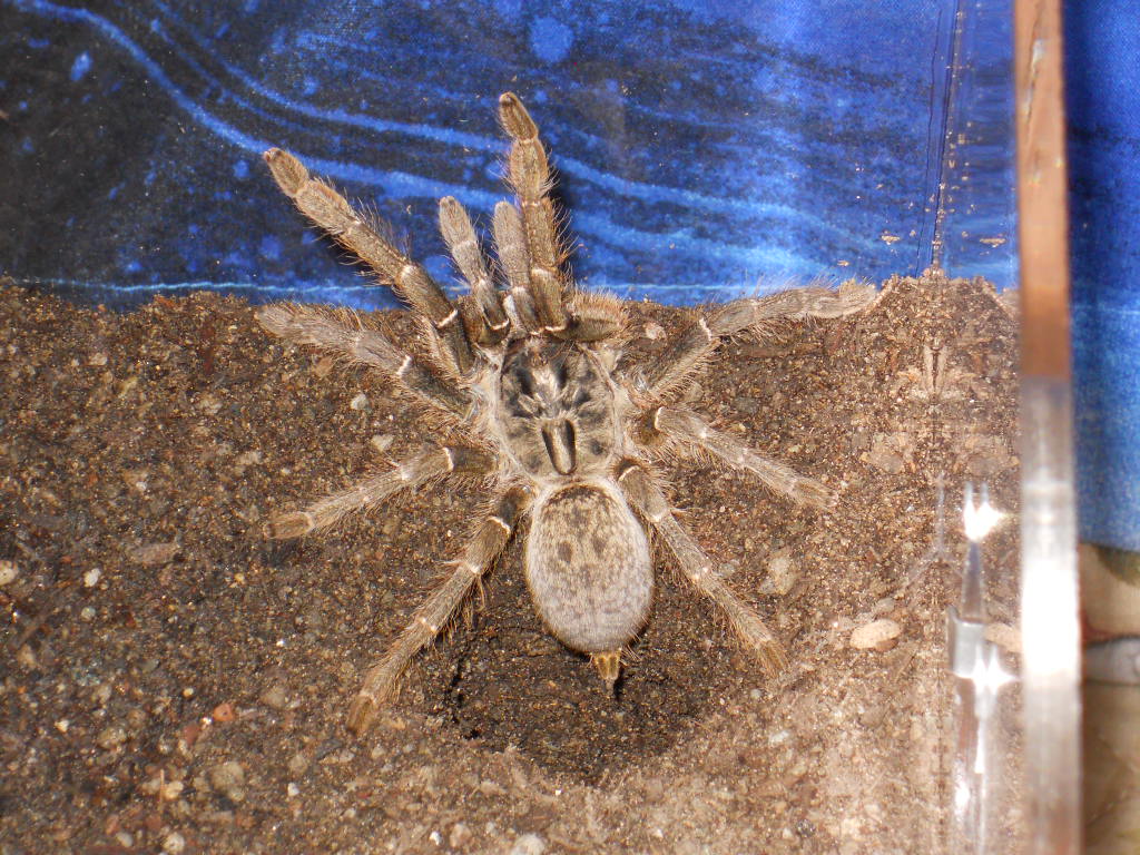 c.darlingi