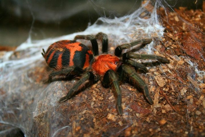 C. Fasciatum