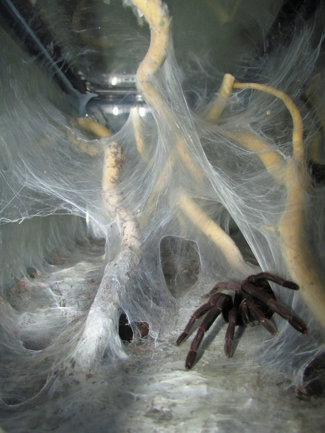 C. fimbriatus Web Maze