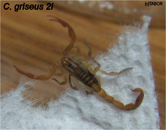 C. griseus 2i