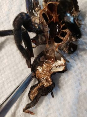 C.lividum Molt