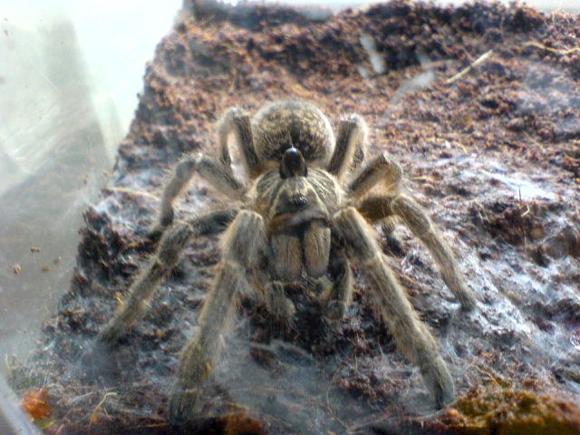 C. marshalli subadult female