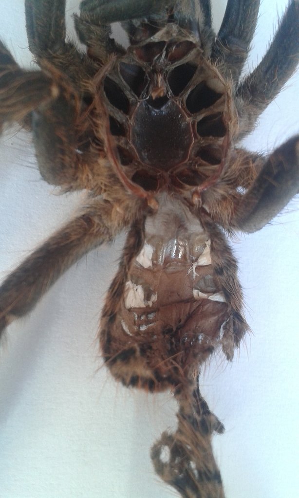 C. sp. sulawesi black