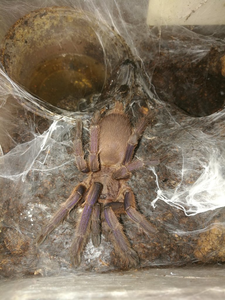 C. sp. "Vietnam blue"