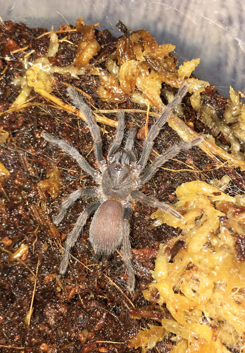 C. Tropix after moulting