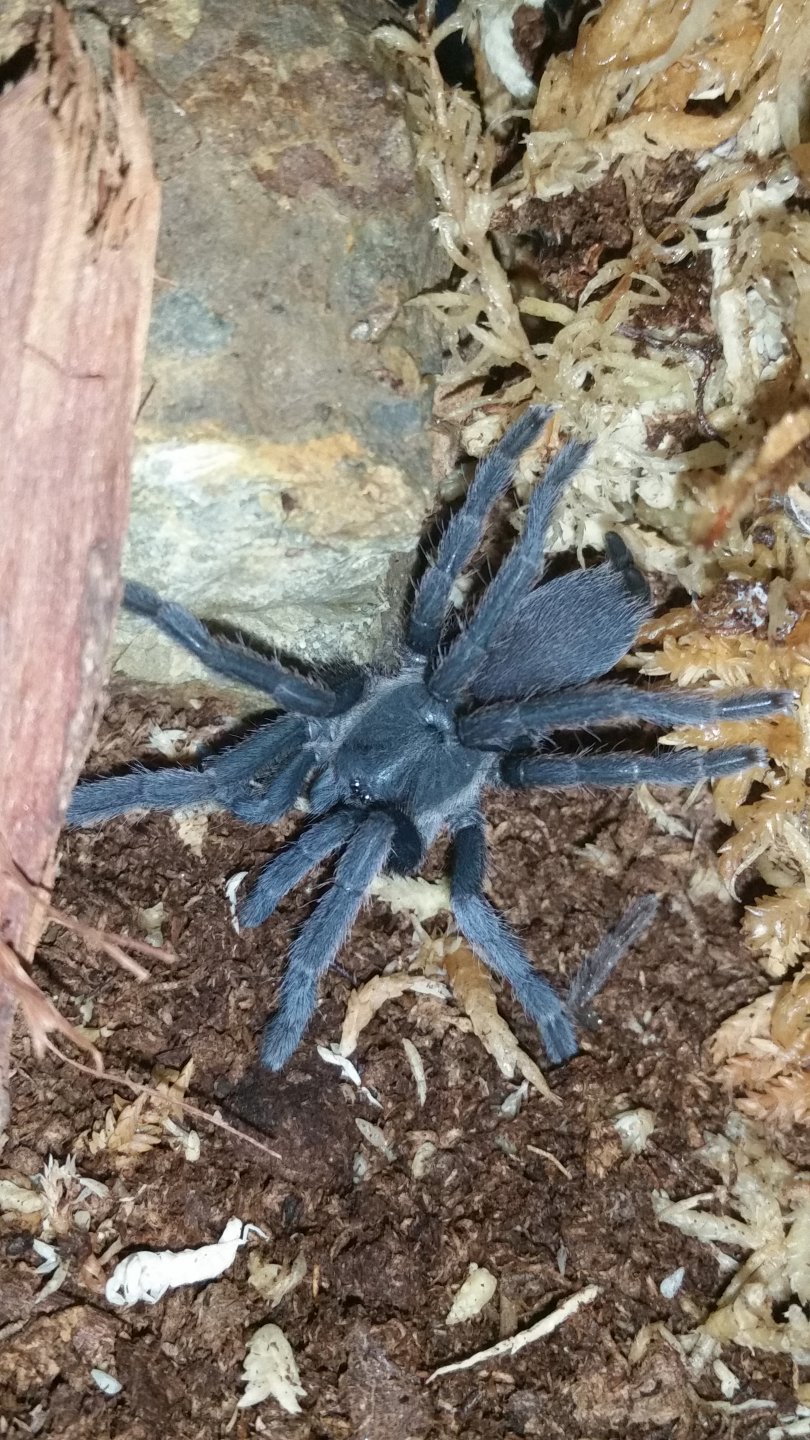 C.Tropix rehoused