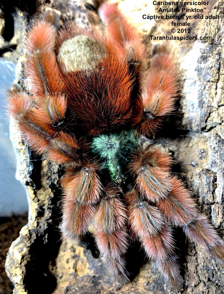 C.versicolor(F)AD_1