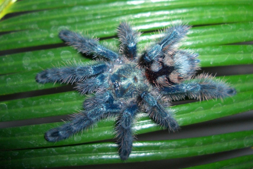 C. versicolor l7 m