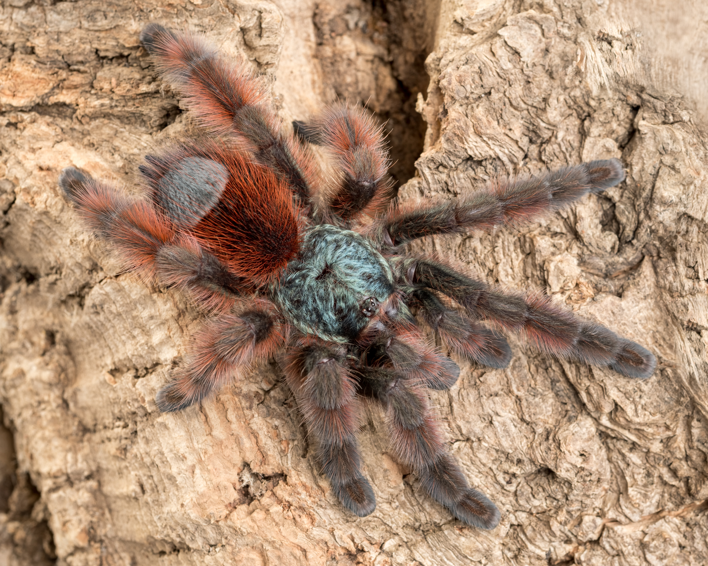 C. versicolor male (Tiddleywinks)